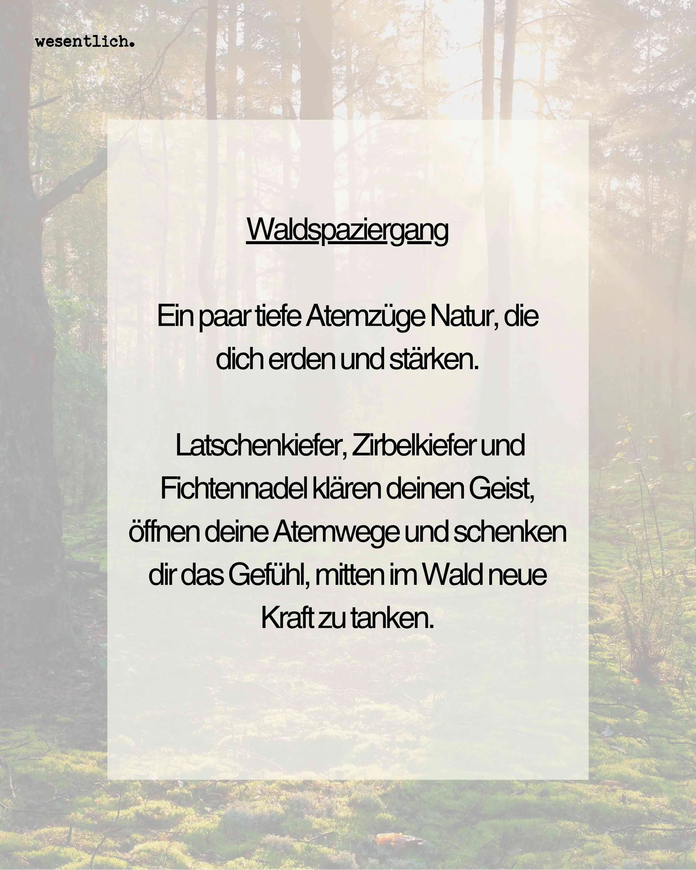 Duftset Waldspaziergang 