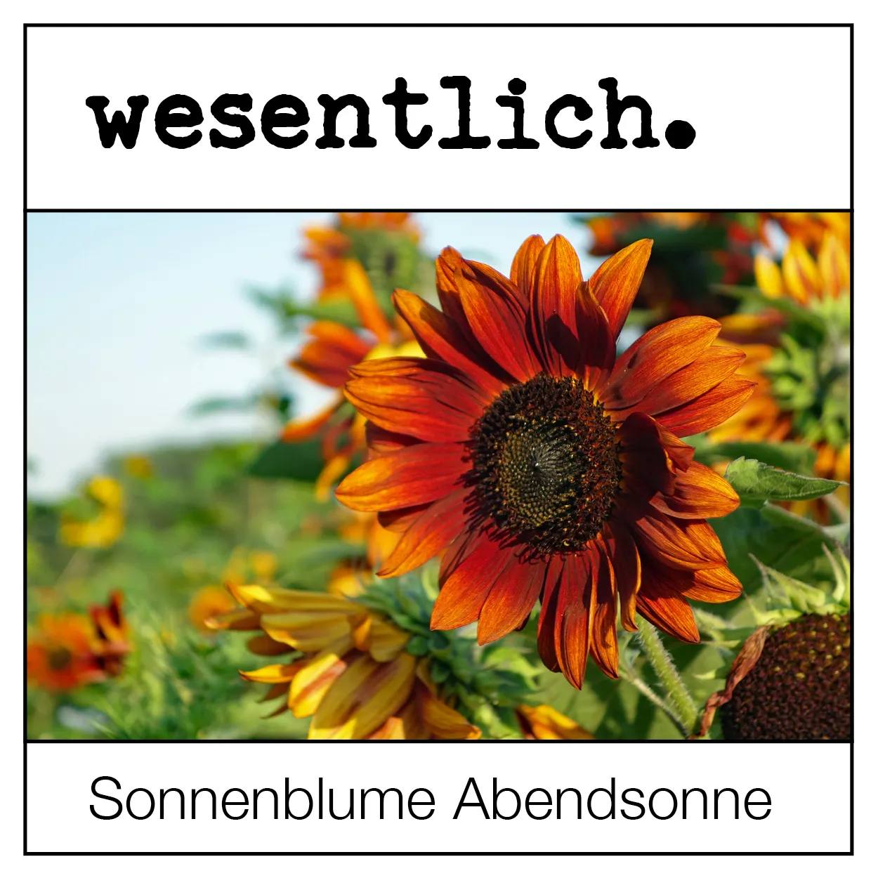 Sonnenblumensaat - Helianthus Abendsonne