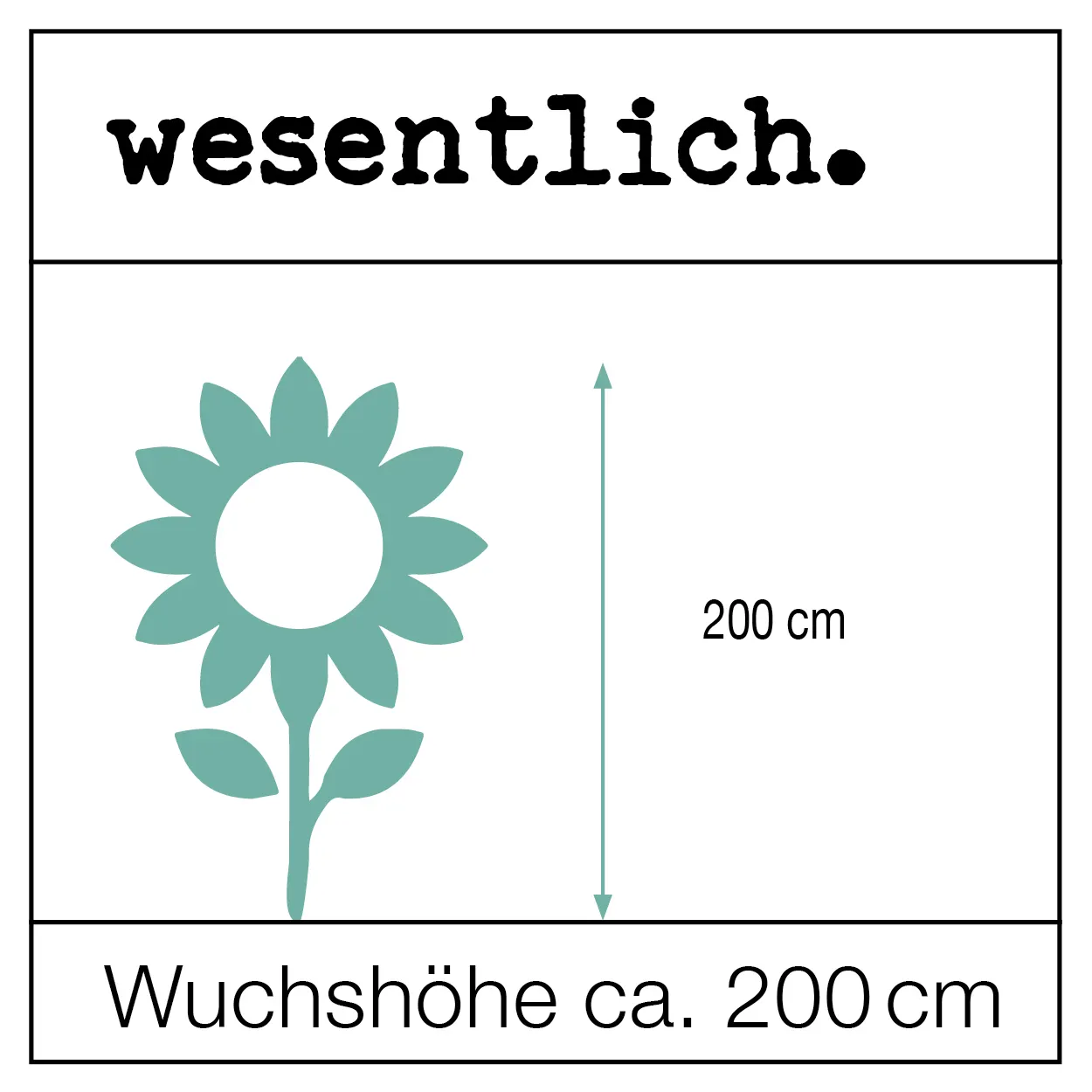 Sonnenblumensaat - Helianthus Abendsonne