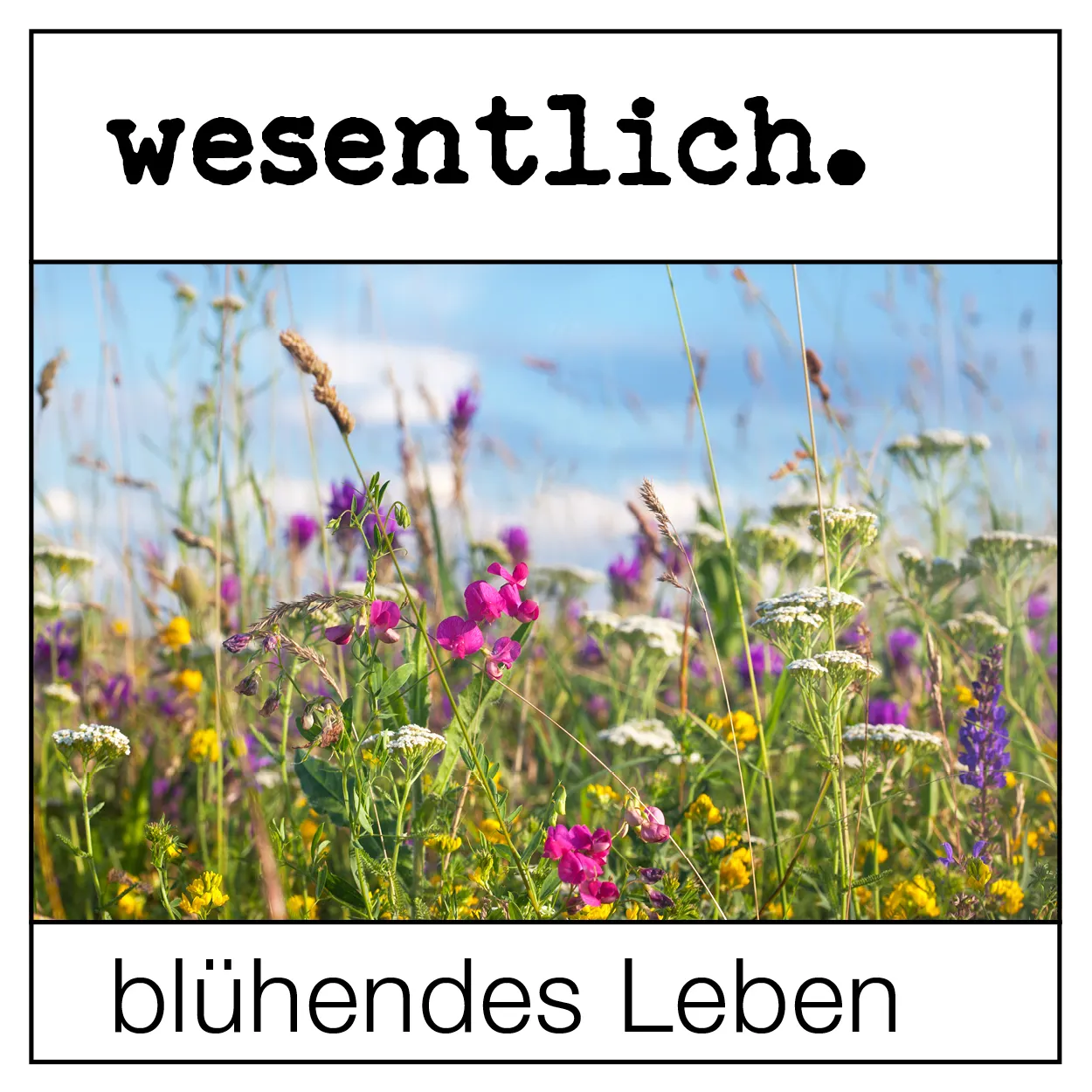Wildblumenmischung