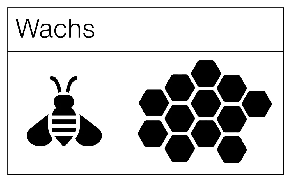 Wachs