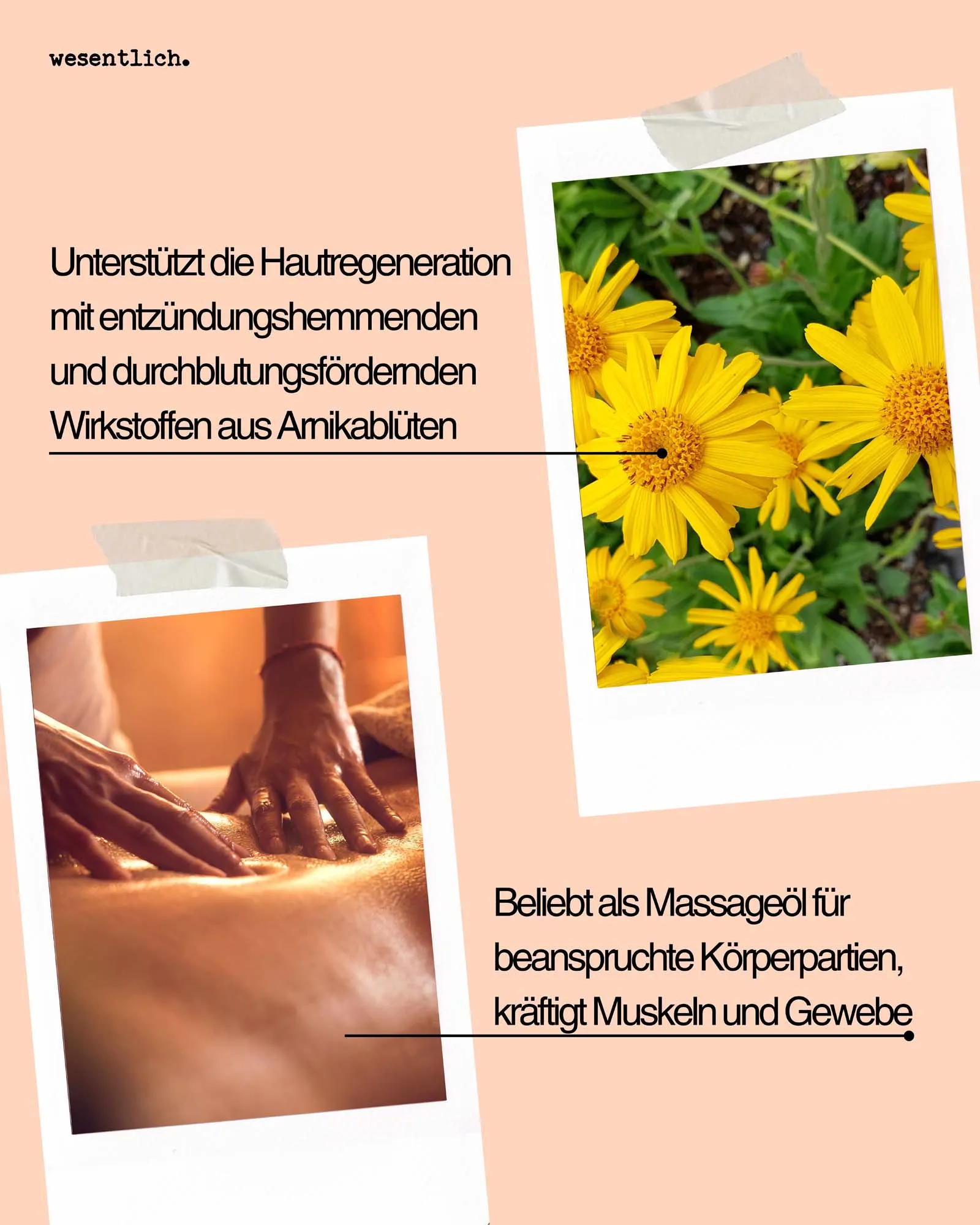 Massieren, Person, Gänseblümchen, Blume, Pflanze