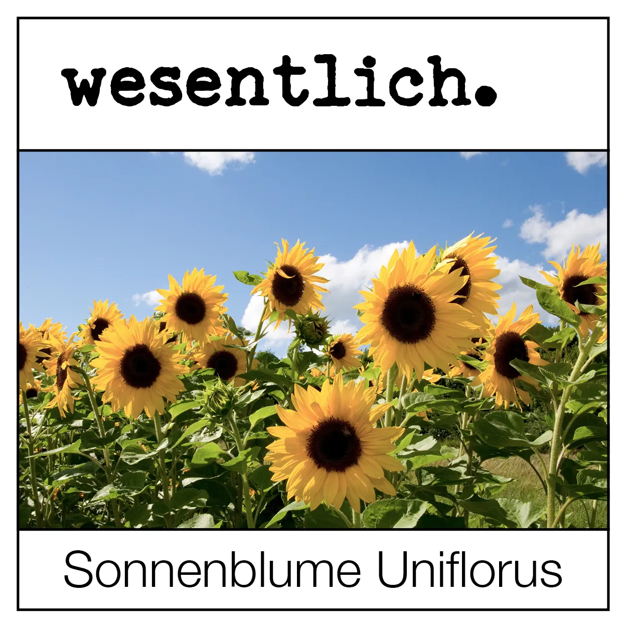 Sonnenblumensaat - Helianthus Uniflorus